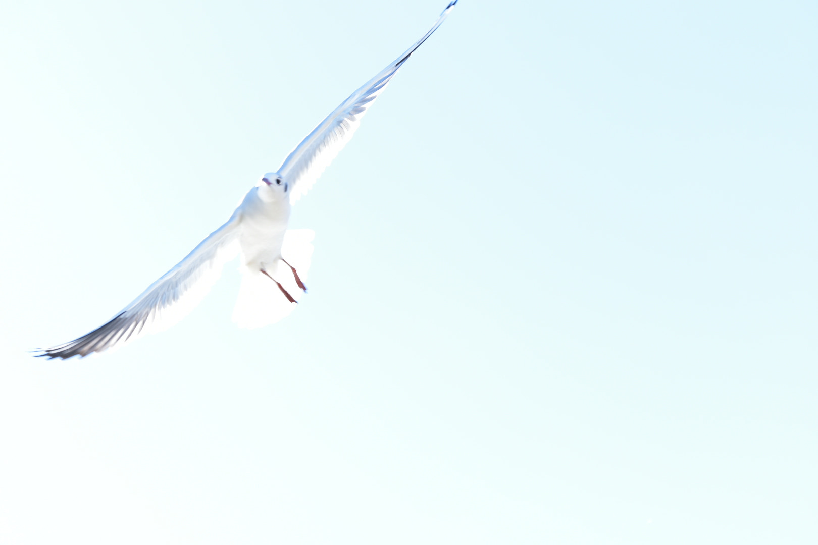 Nikon AF-S DX Micro-Nikkor 85mm F3.5G ED VR sample photo. Fly hight  photography