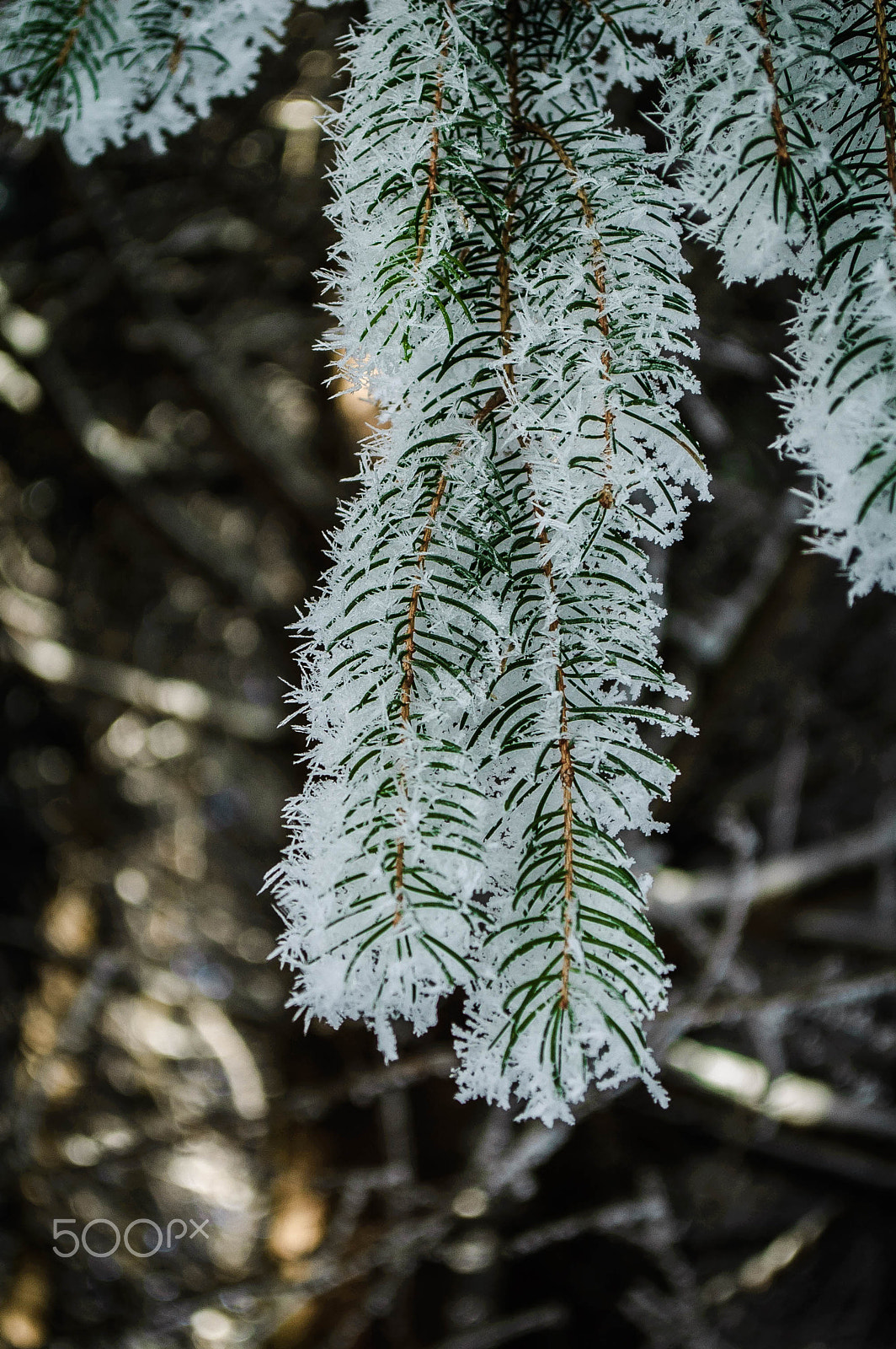 Nikon D40 sample photo. Frozen branch of conifer photography
