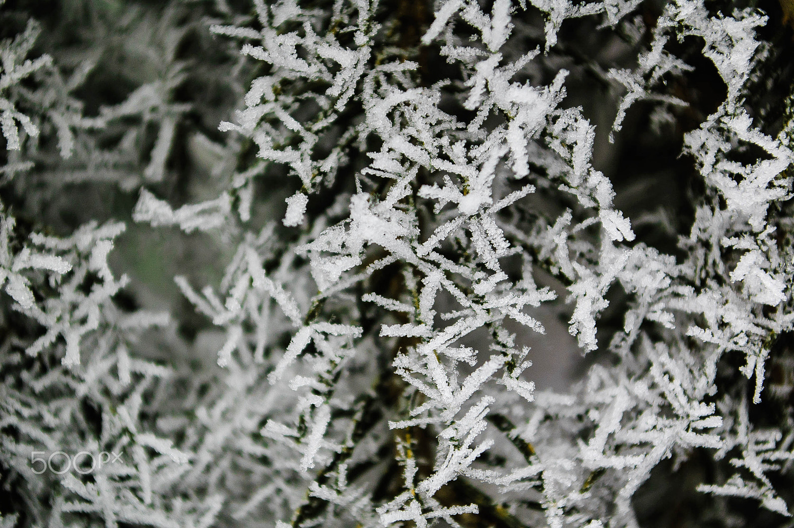 Nikon D40 sample photo. Natural art made of ice photography
