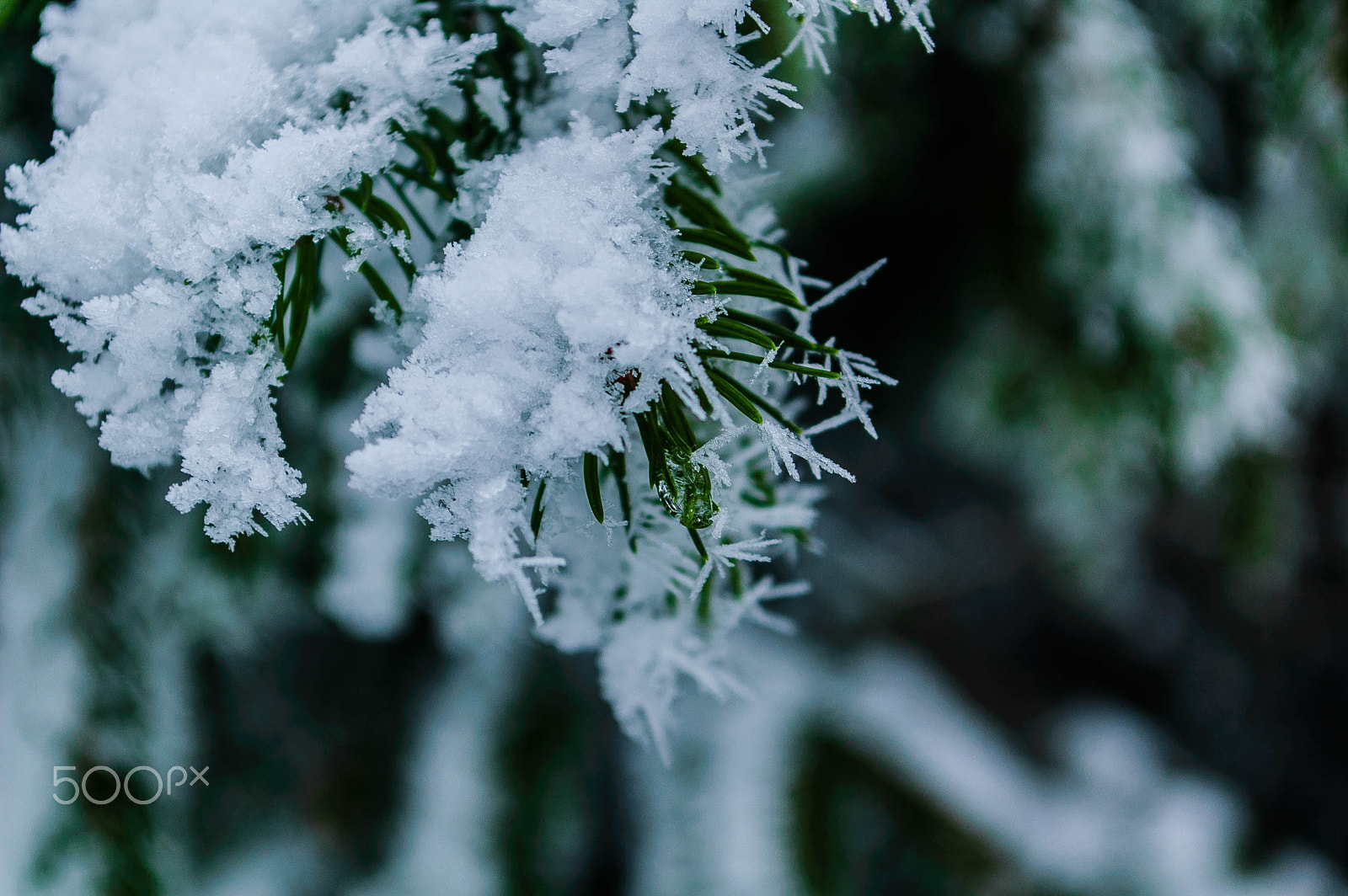 Nikon D40 sample photo. Ice crystals in winter photography