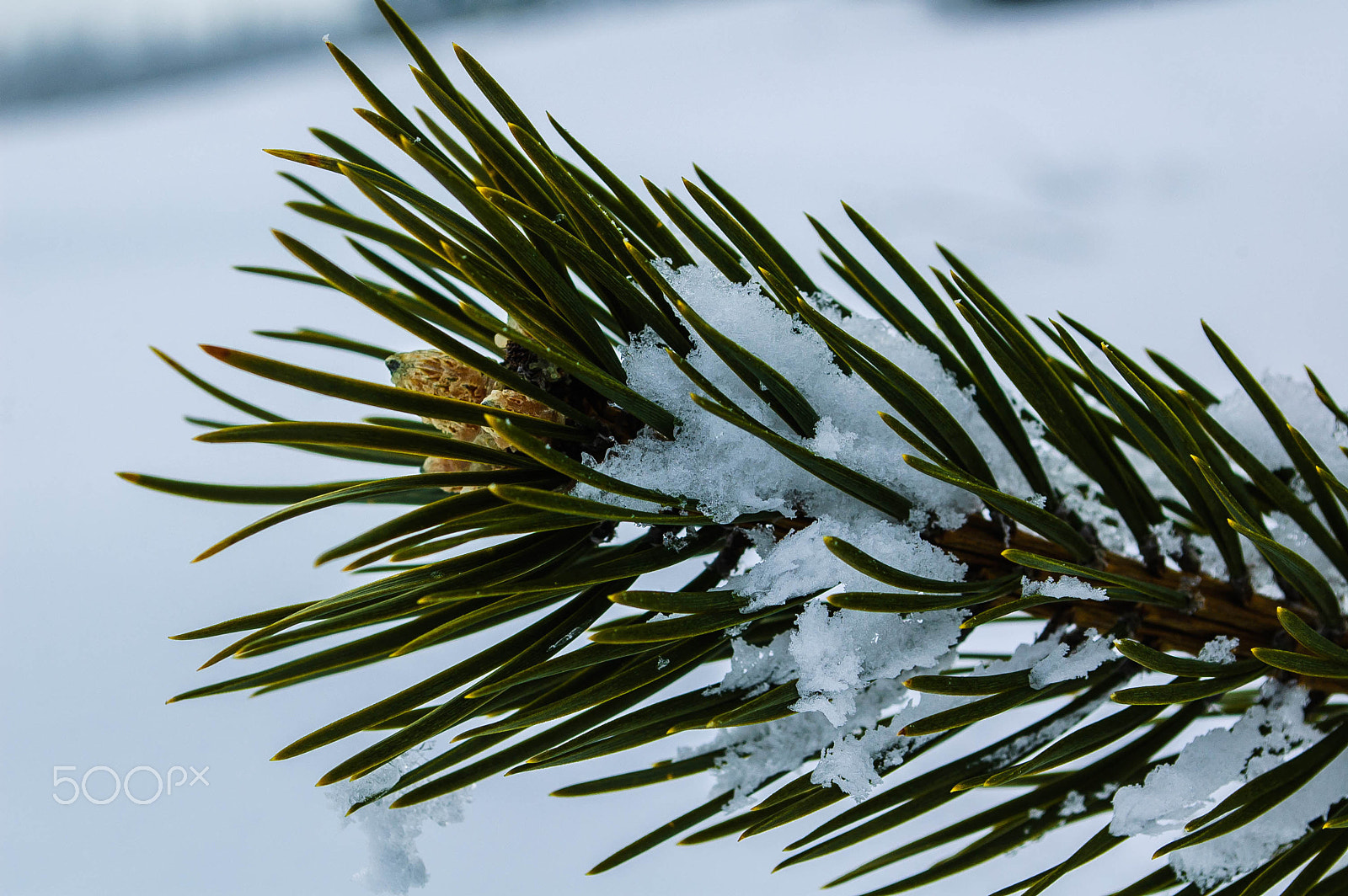 Nikon D40 sample photo. Conifer in winter photography