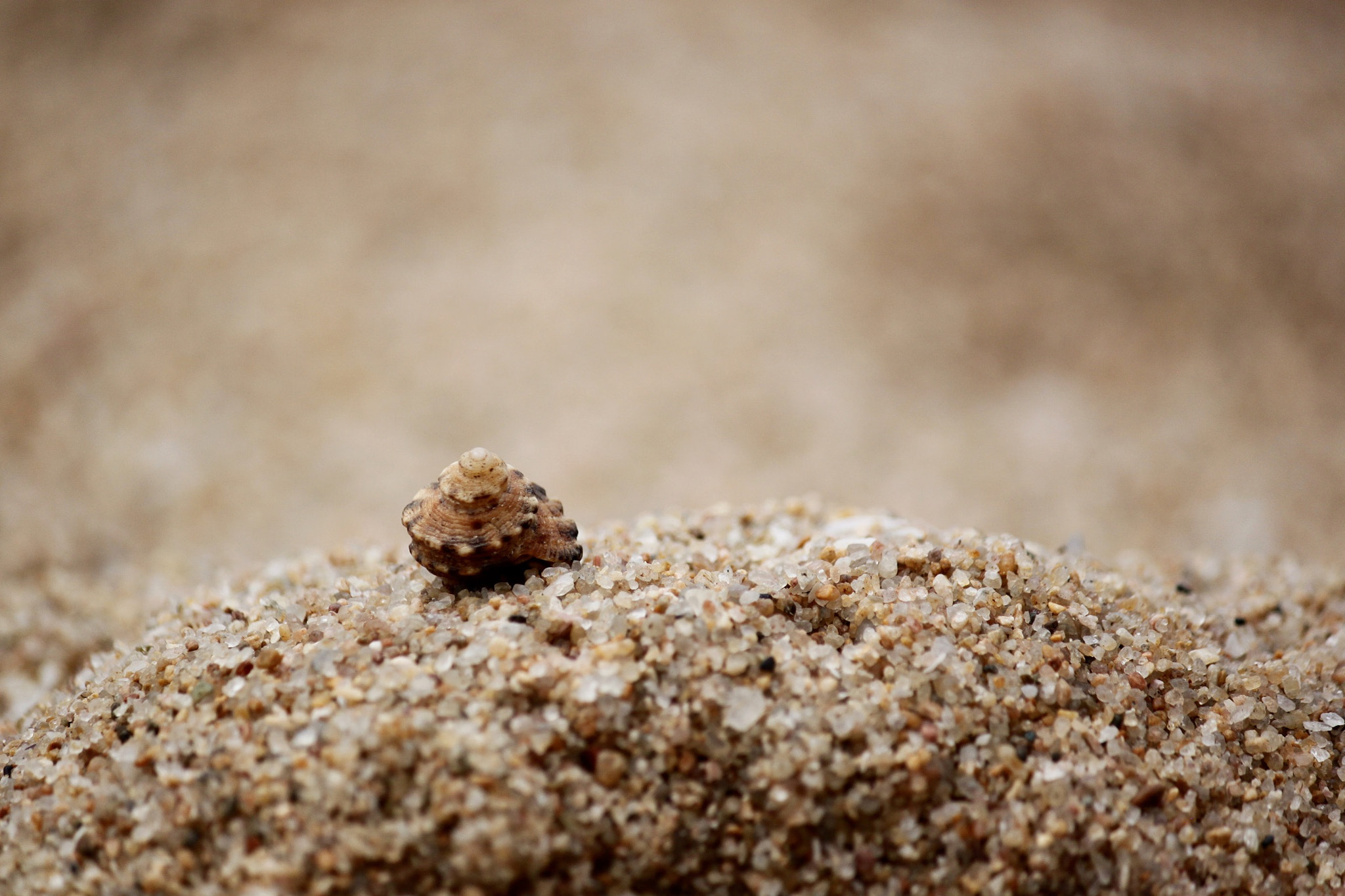 Canon EF-S 55-250mm F4-5.6 IS sample photo. Shell perfect photography