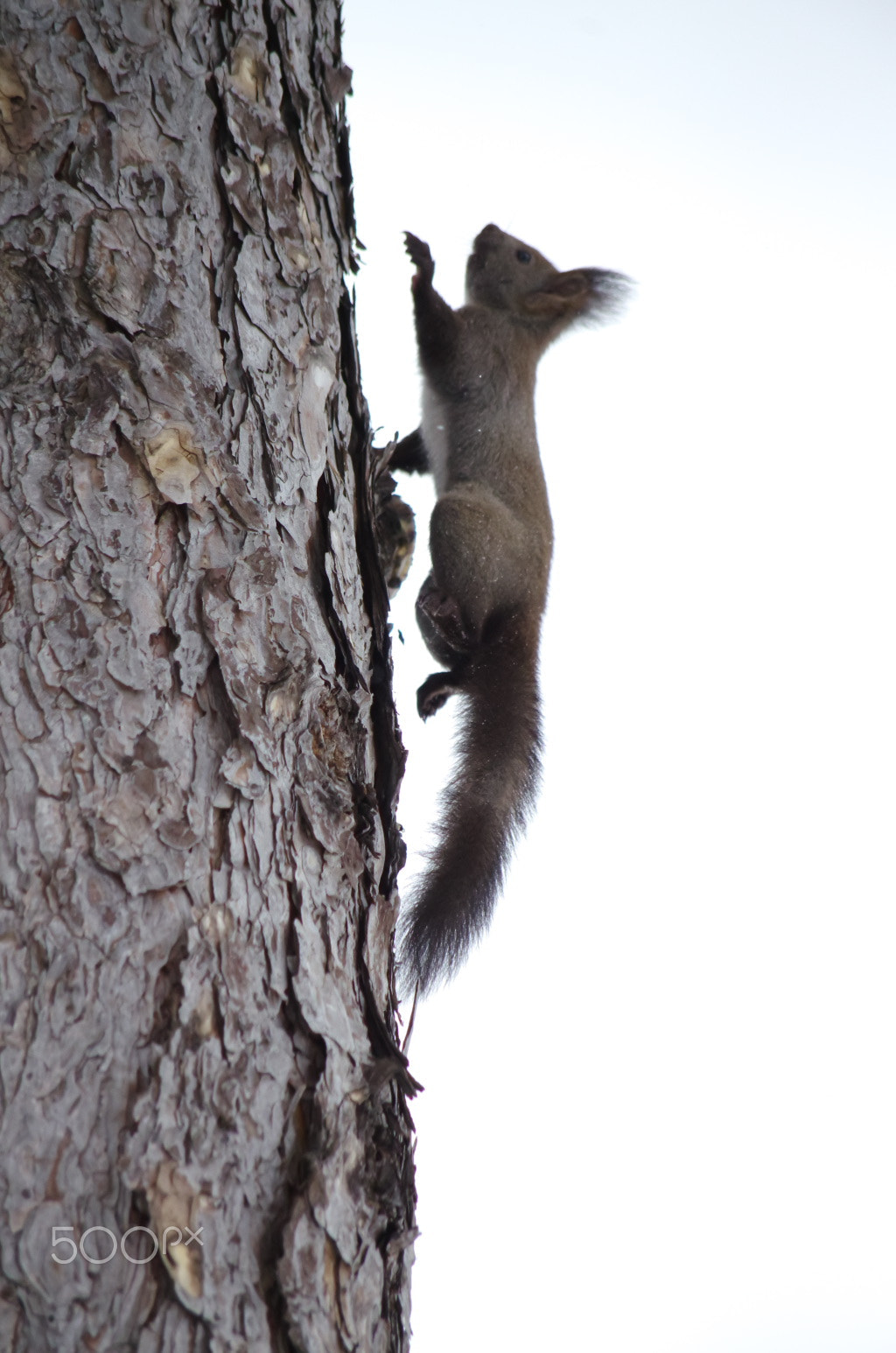 Pentax K-5 + Pentax smc DA 50-200mm F4-5.6 ED sample photo. Gravity? photography