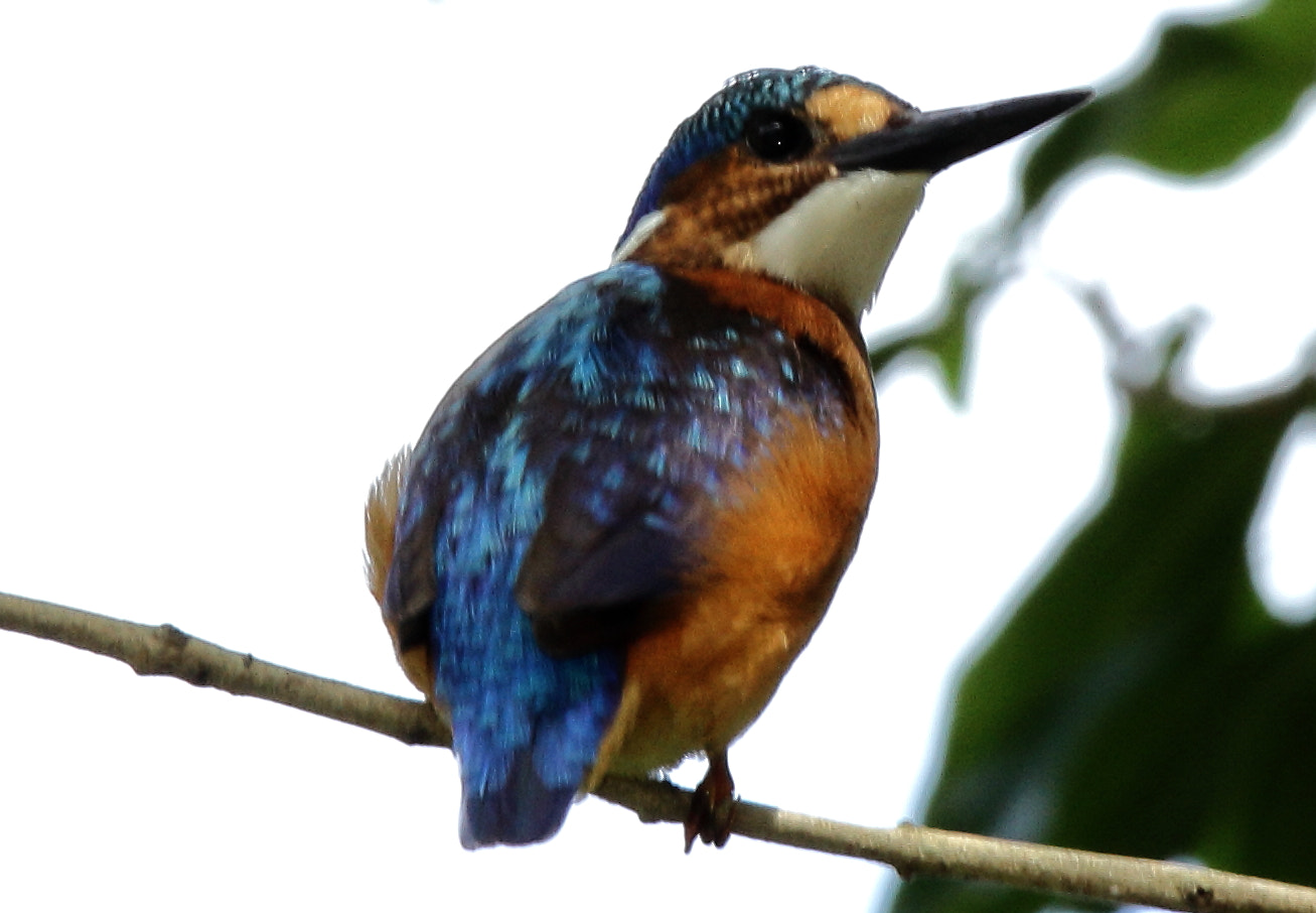 Canon EF 70-200mm F4L IS USM sample photo. Kingfisher on alert photography