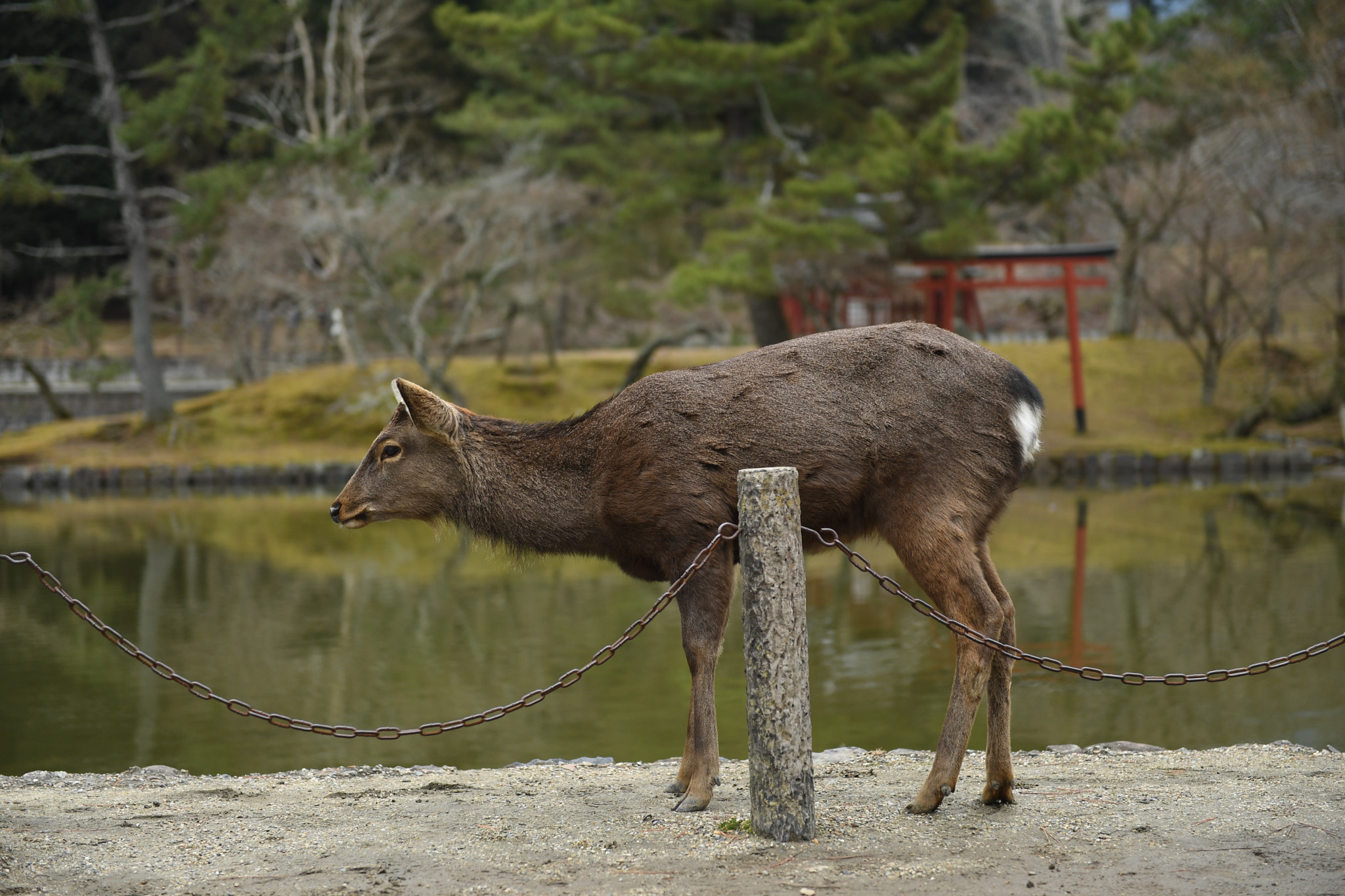 Nikon D5 sample photo. Nara photography