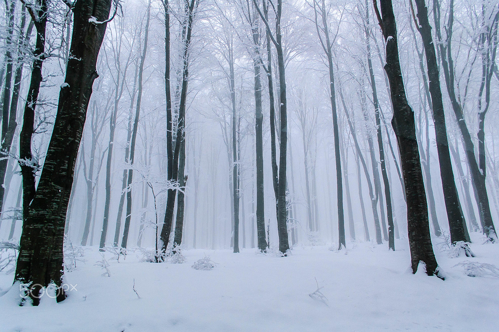 Nikon D40 sample photo. Fog in the forest photography