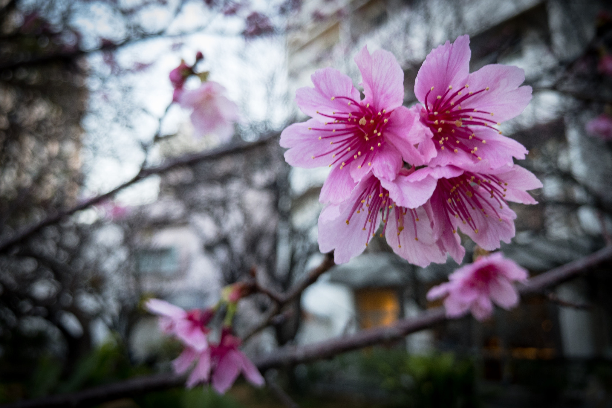 iPhone 7 Plus back camera 3.99mm f/1.8 sample photo. 牧志公園の桜 photography