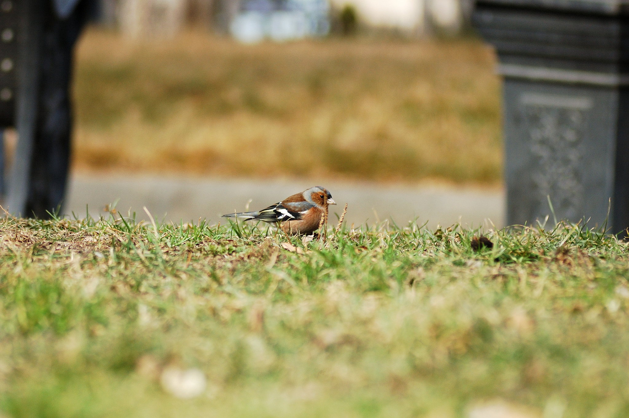 Nikon D70 sample photo. Lonely bird photography