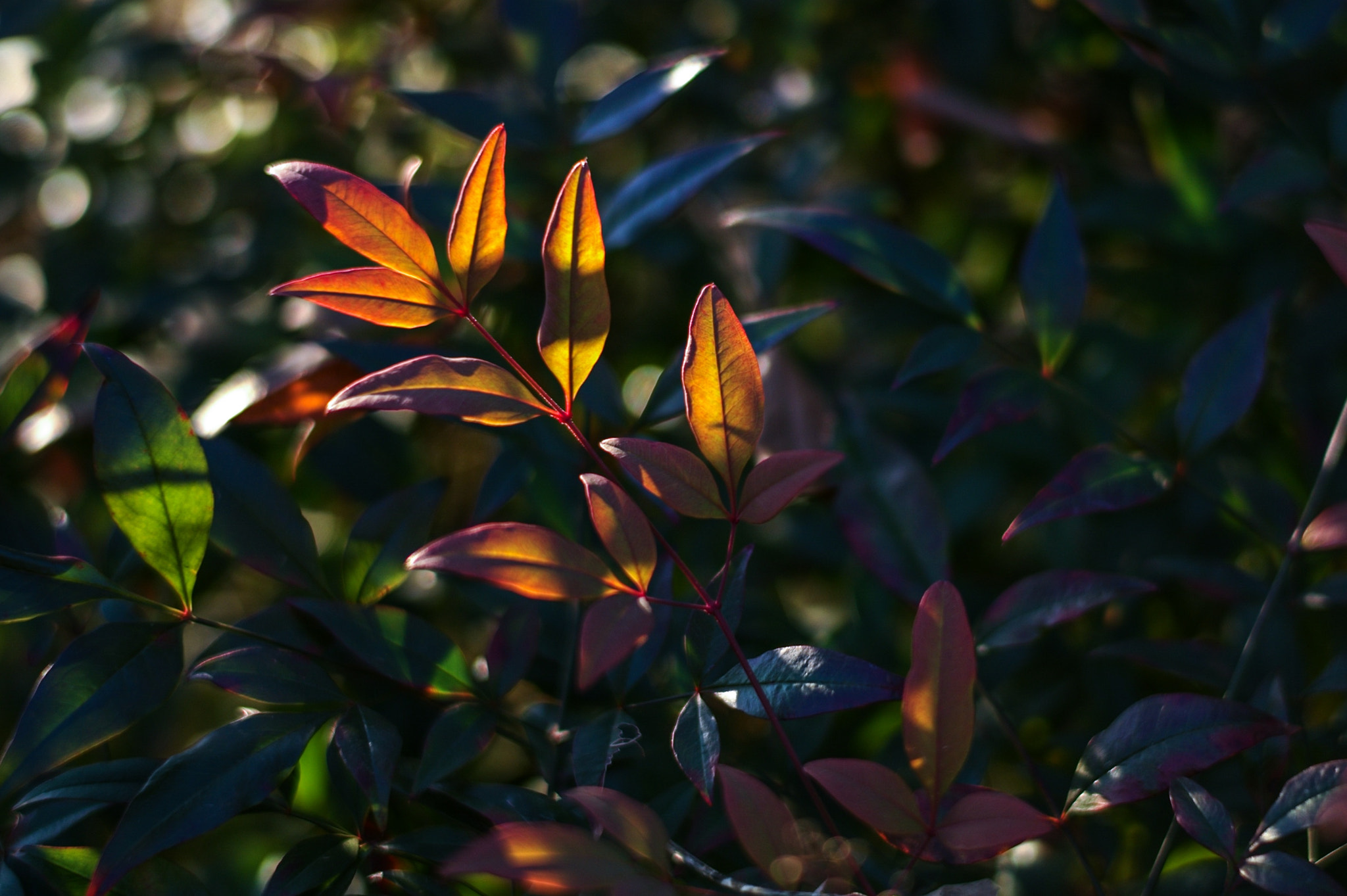 Leica Summilux-M 50mm F1.4 ASPH sample photo. Blue leaf photography