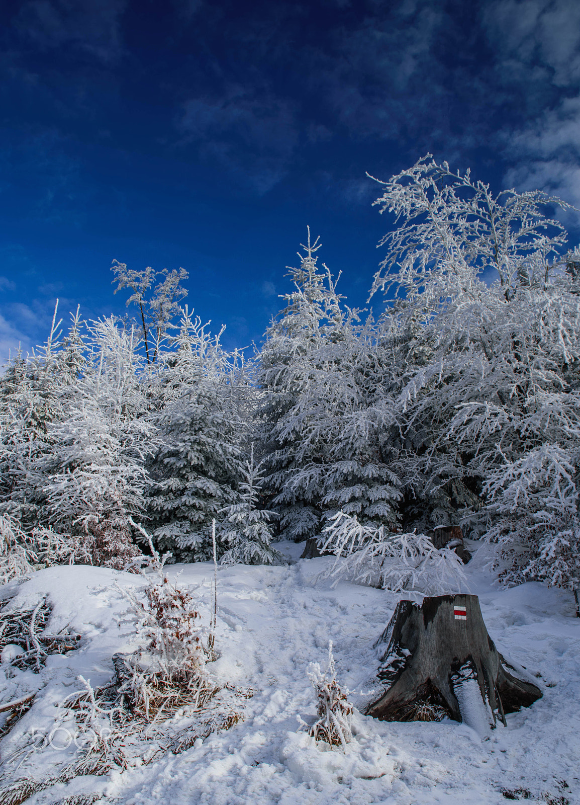 Nikon D5500 sample photo. Winter ii photography
