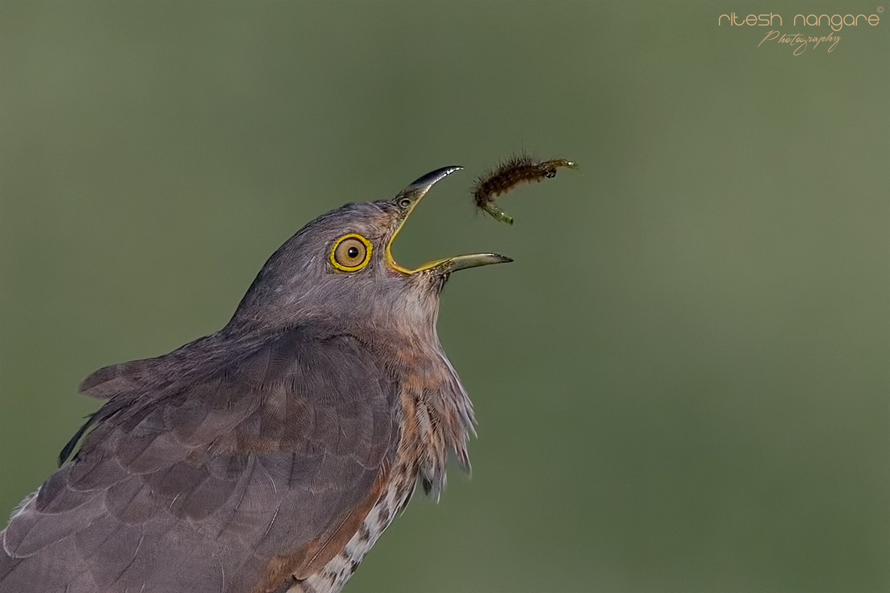 Canon EF 500mm F4L IS II USM sample photo. Snack……... photography