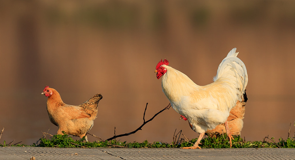 Canon EF 600mm F4L IS II USM sample photo