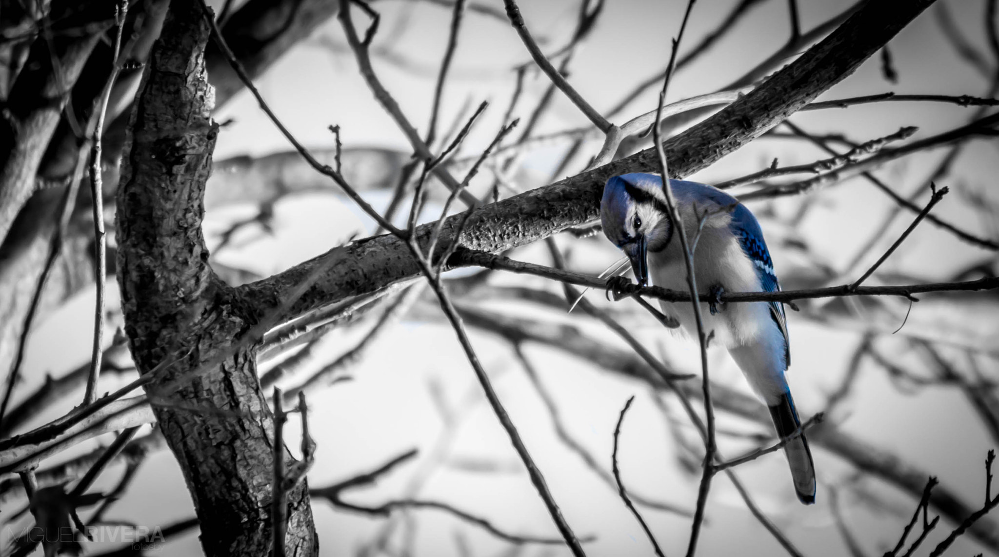 Canon EF-S 55-250mm F4-5.6 IS II sample photo. Bluejay photography