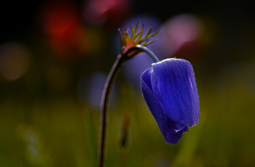 Nikon D7100 + Nikon AF Micro-Nikkor 60mm F2.8D sample photo. Anemon photography