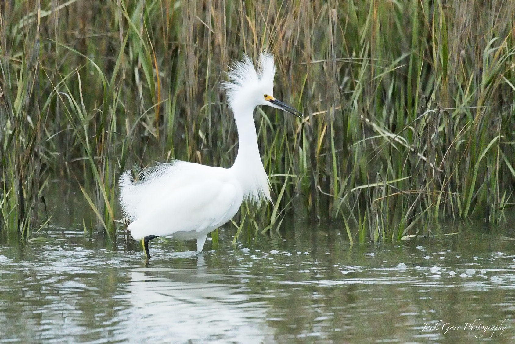 Canon EOS-1D X Mark II sample photo. Adult snowy egret roused photography