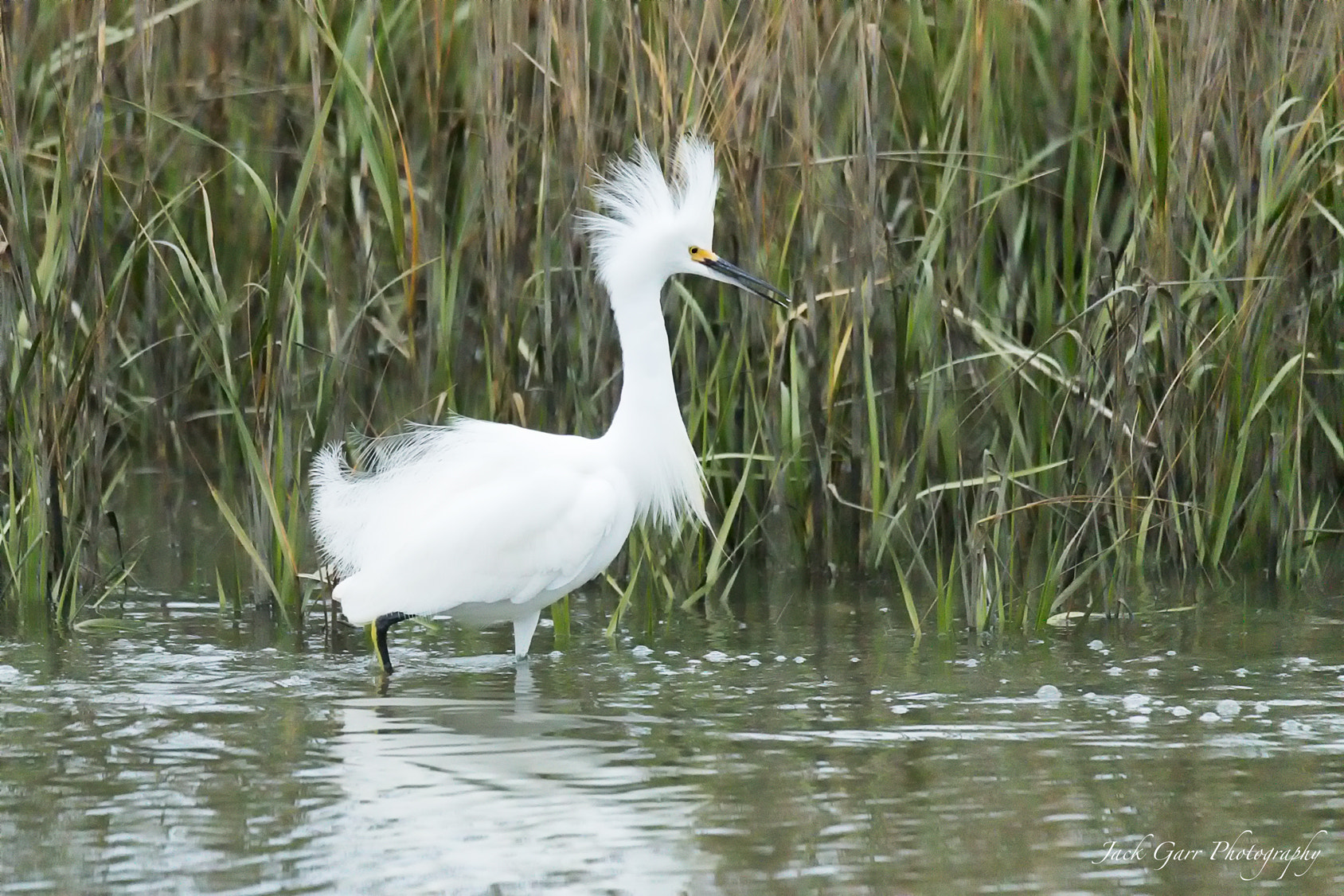 150-600mm F5-6.3 DG OS HSM | Sports 014 sample photo. Adult snowy egret roused photography