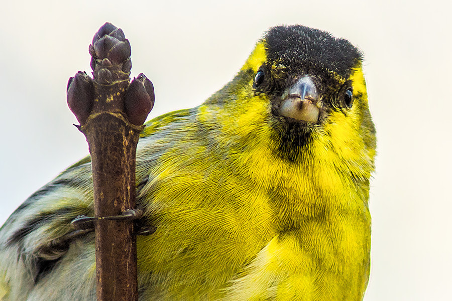 Canon EOS 6D + Canon EF 300mm F4L IS USM sample photo. Zeisig photography