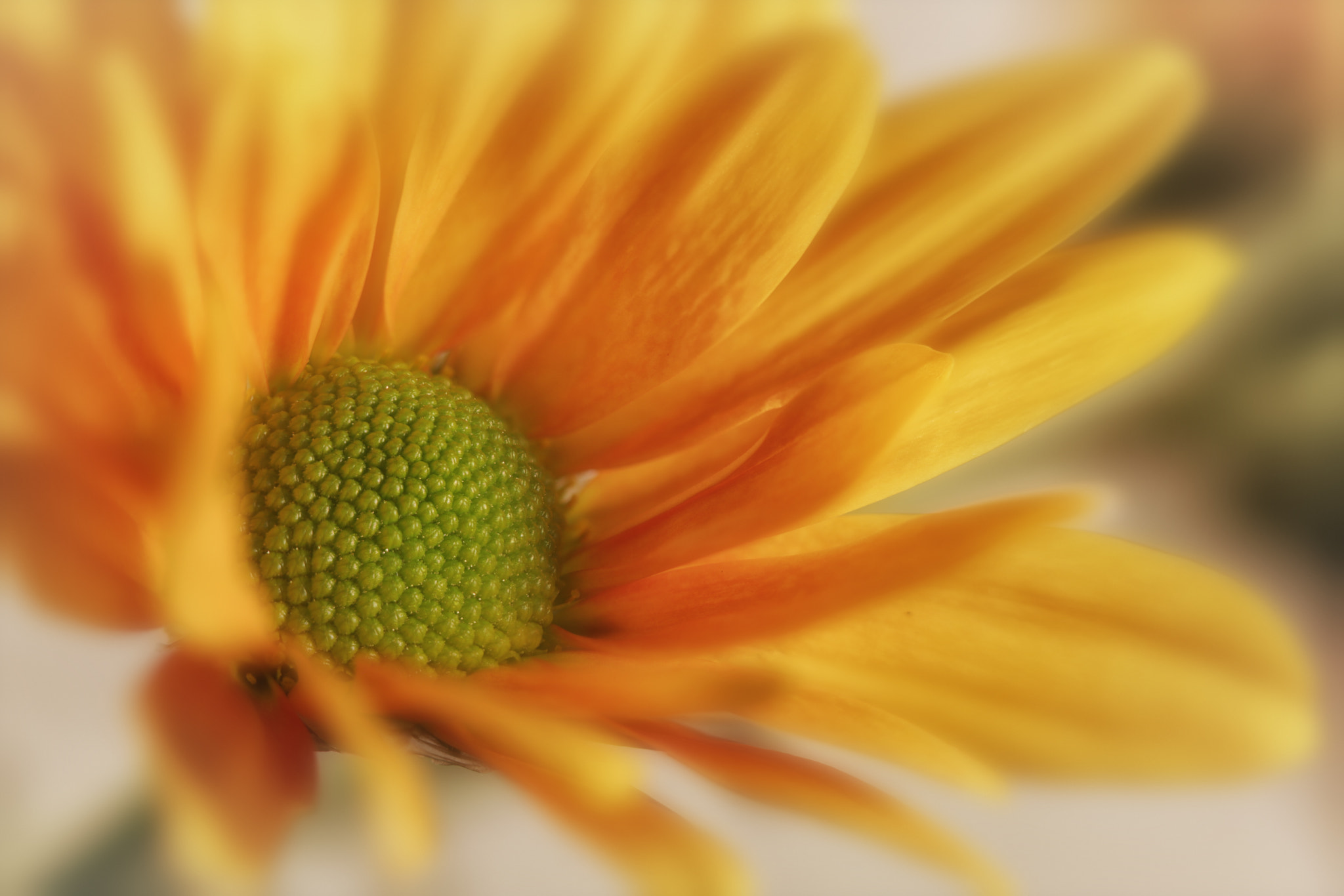 Canon EF 100mm F2.8 Macro USM sample photo. Coming home photography