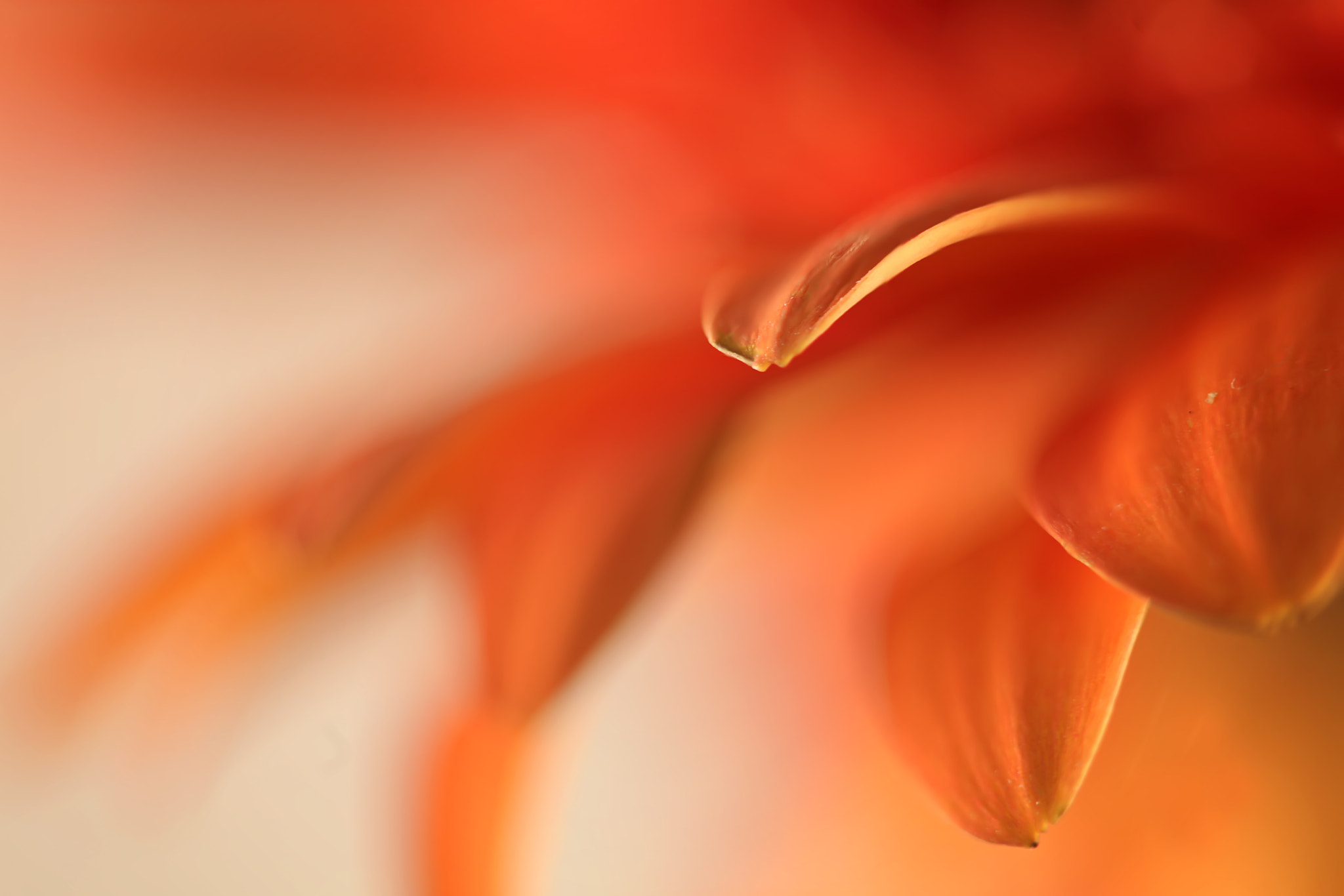 Canon EF 100mm F2.8 Macro USM sample photo. Clockwork orange photography