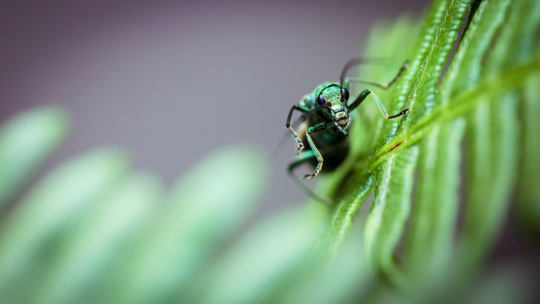 Canon EF 100mm F2.8 Macro USM sample photo. Macro photography
