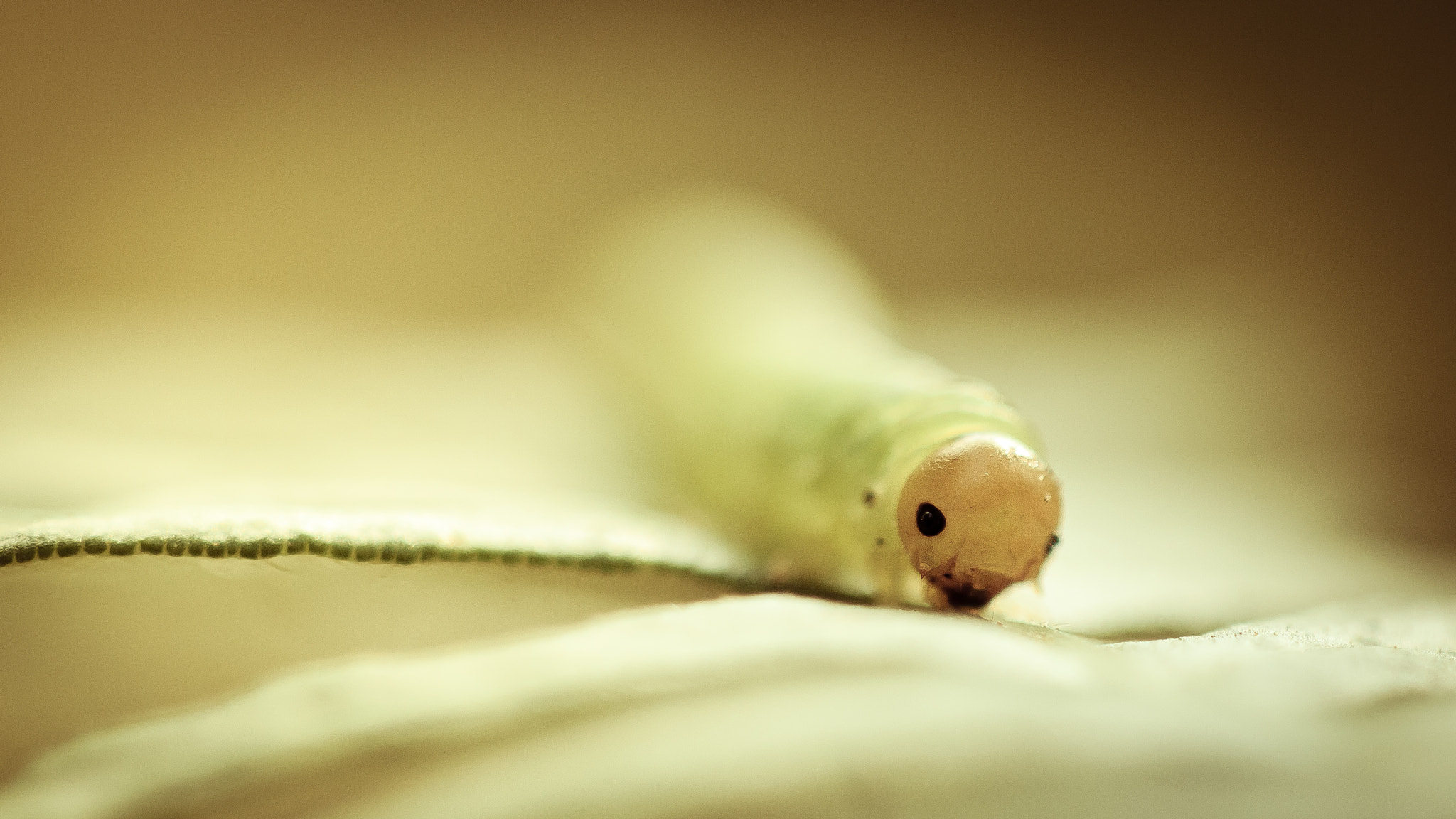 Canon EF 100mm F2.8 Macro USM sample photo. Macro photography