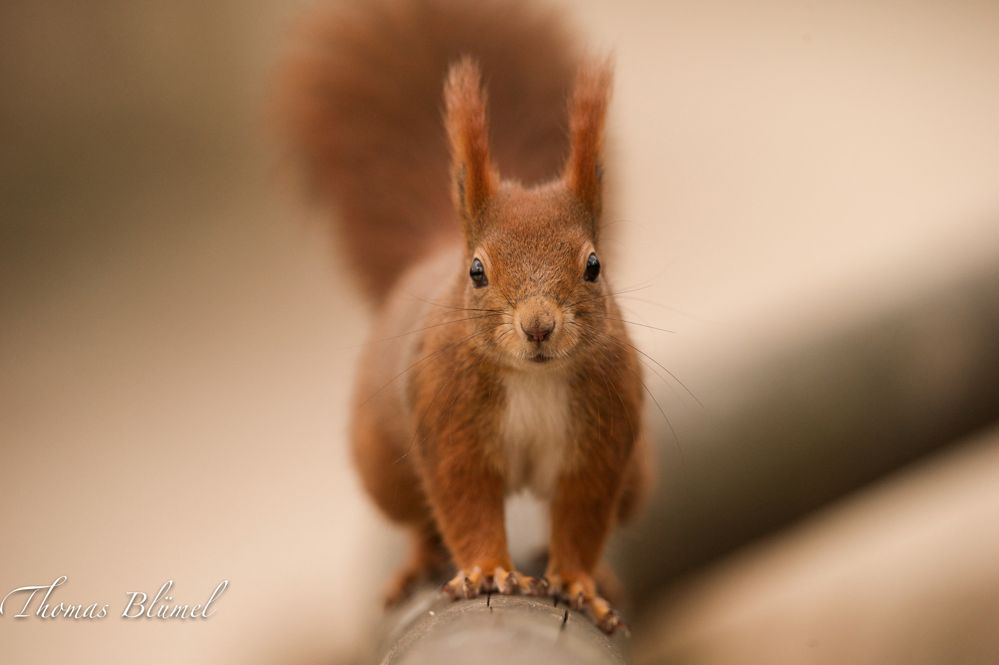 Canon EF 300mm F2.8L IS II USM sample photo. Squirrel photography