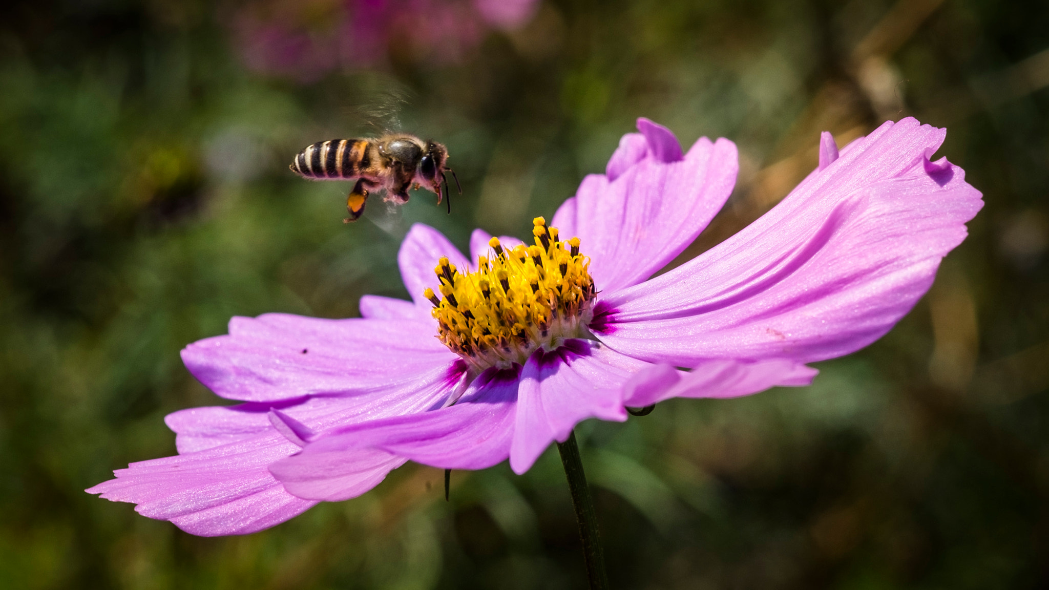 Fujifilm X-E1 + Fujifilm XF 60mm F2.4 R Macro sample photo. 蜜蜂 photography