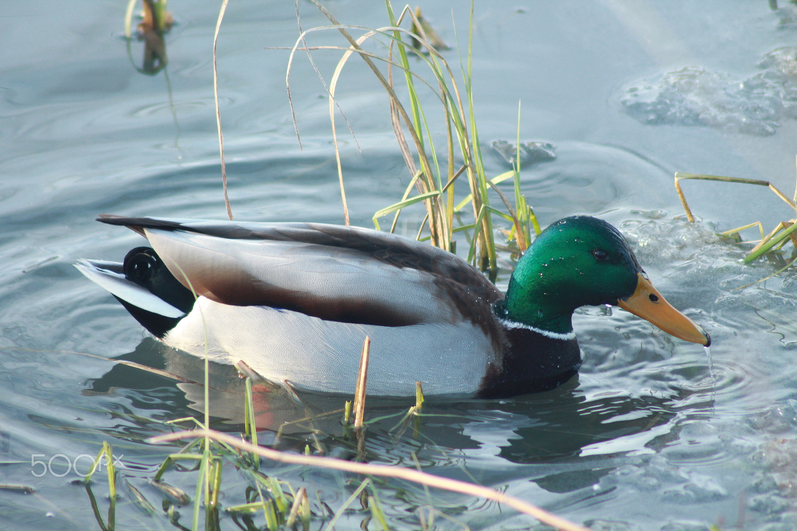 Canon EOS 1100D (EOS Rebel T3 / EOS Kiss X50) sample photo. Diving duck photography