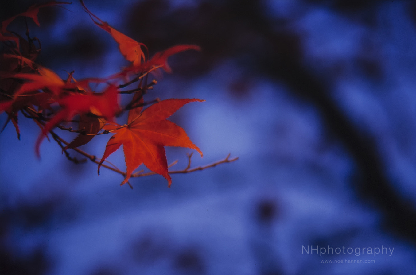 Nikon AF-S Micro-Nikkor 105mm F2.8G IF-ED VR sample photo. Japanese maple photography