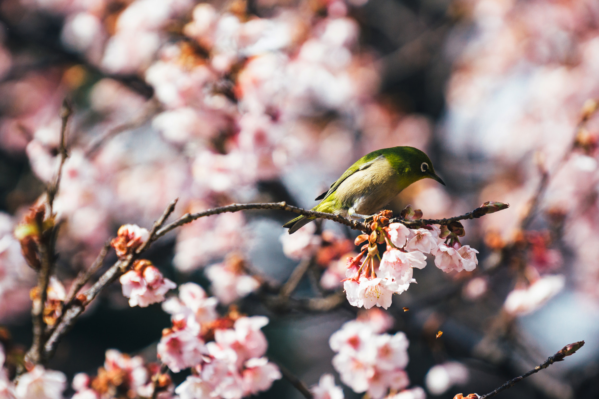 Sony a6000 + Sony FE 70-200mm F4 G OSS sample photo. Mediator of spring photography