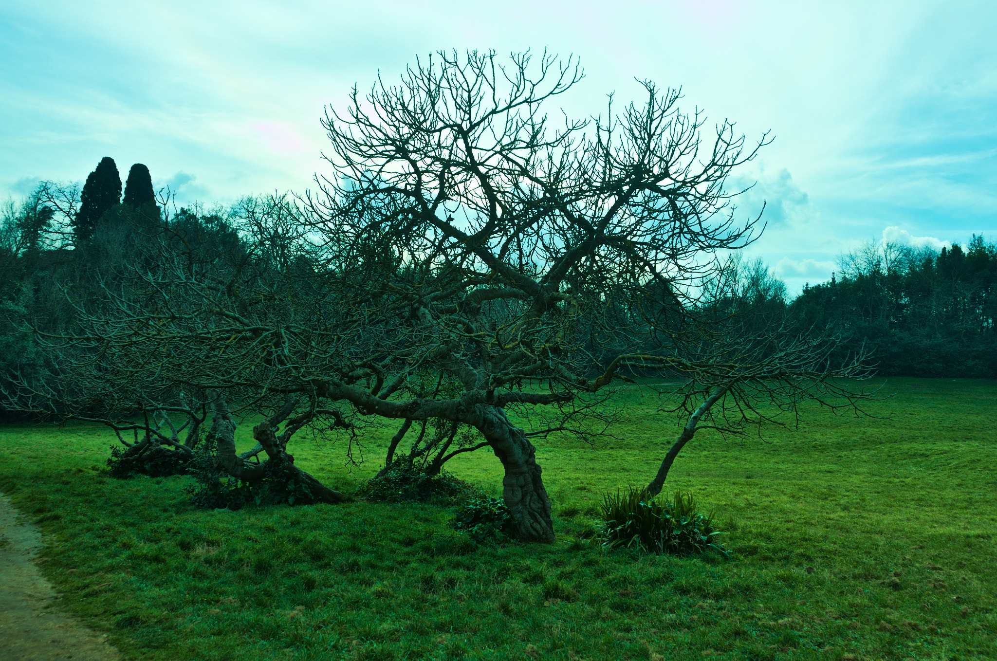 Pentax K-5 sample photo. Tree photography
