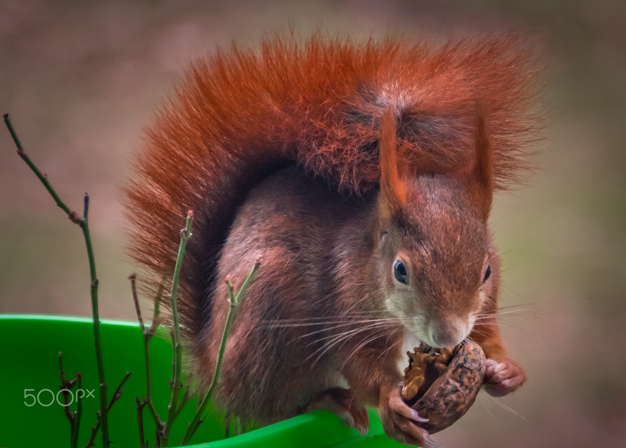 Sigma 28-300mm F3.5-6.3 DG Macro sample photo. Red squirrel photography