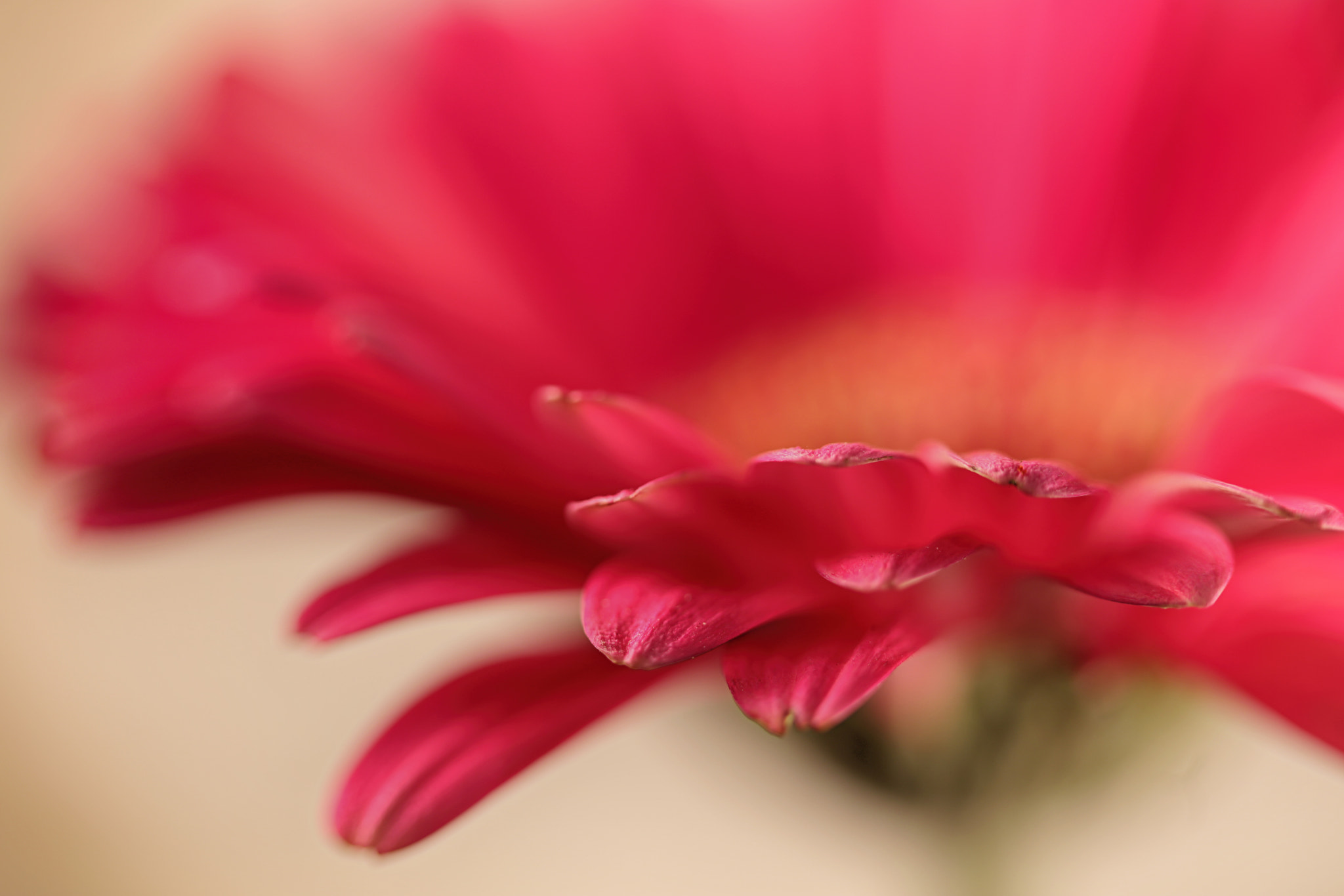 Canon EF 100mm F2.8 Macro USM sample photo. Fly my to the moon photography