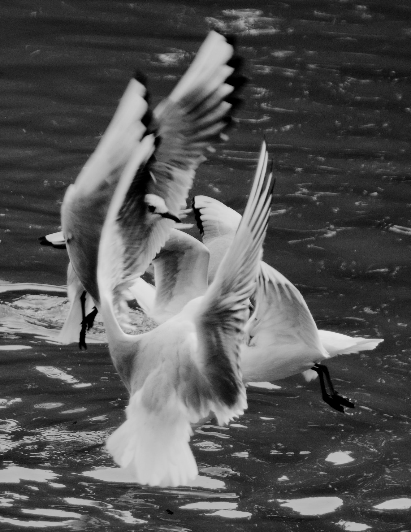 Pentax smc DA 55-300mm F4.0-5.8 ED sample photo. Wings photography