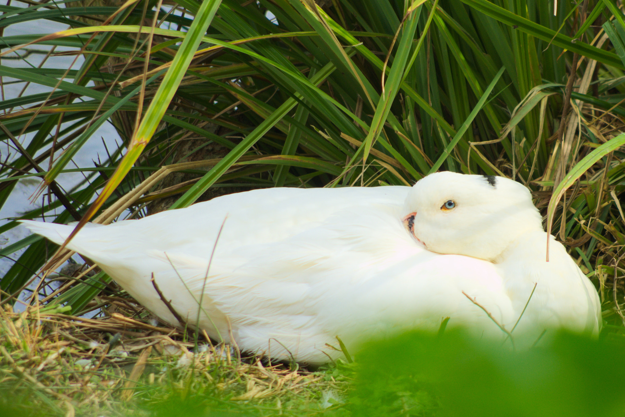 Pentax smc DA 55-300mm F4.0-5.8 ED sample photo. Blue eye photography