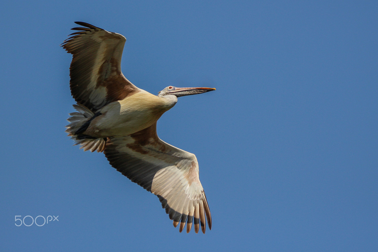 150-600mm F5-6.3 DG OS HSM | Contemporary 015 sample photo