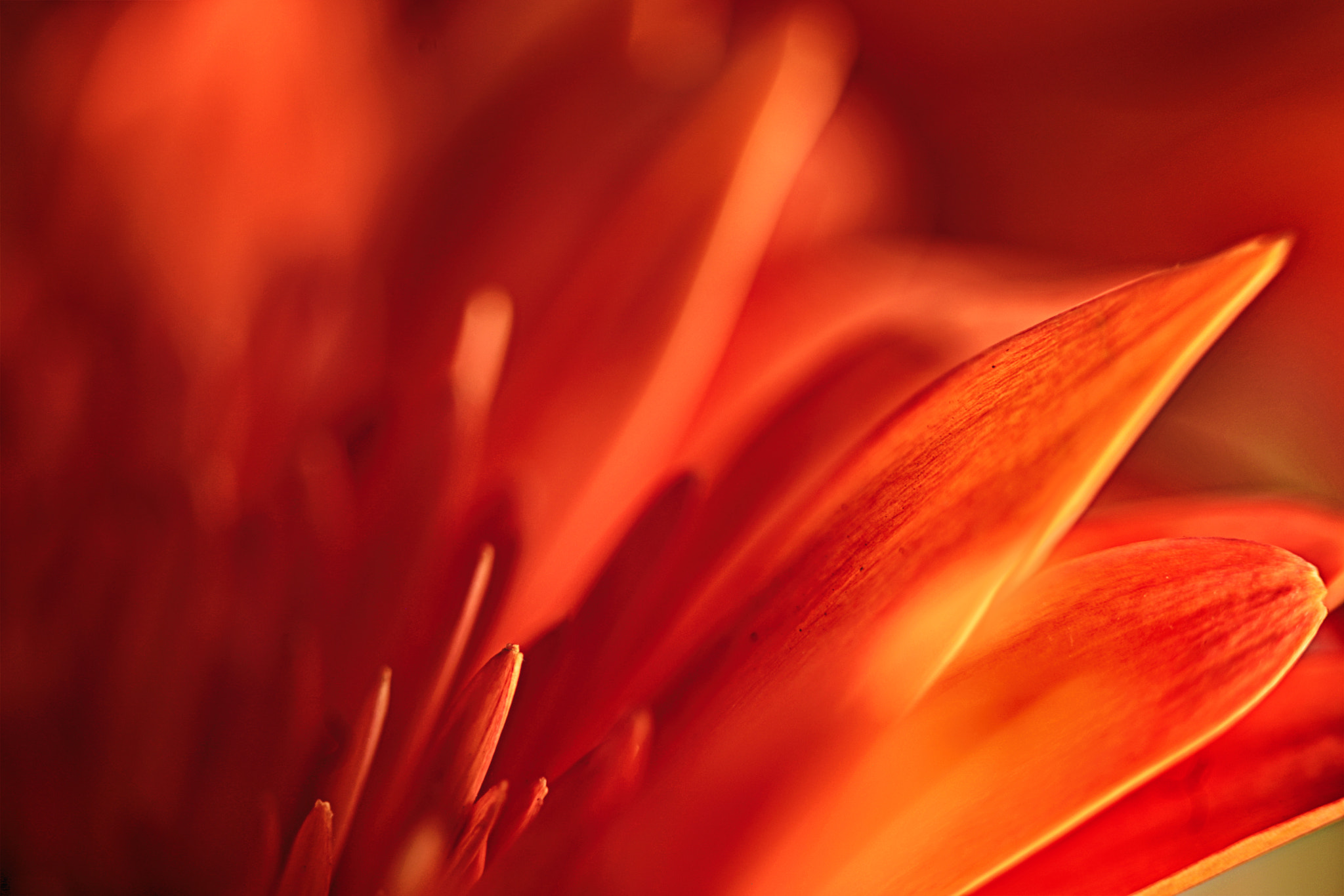 Canon EF 100mm F2.8 Macro USM sample photo. Truly madly deeply photography