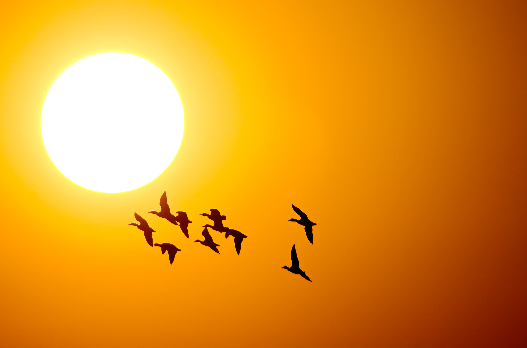 Sigma 150mm f/2.8 EX DG OS HSM APO Macro sample photo. Wild duck fly in the sunset photography