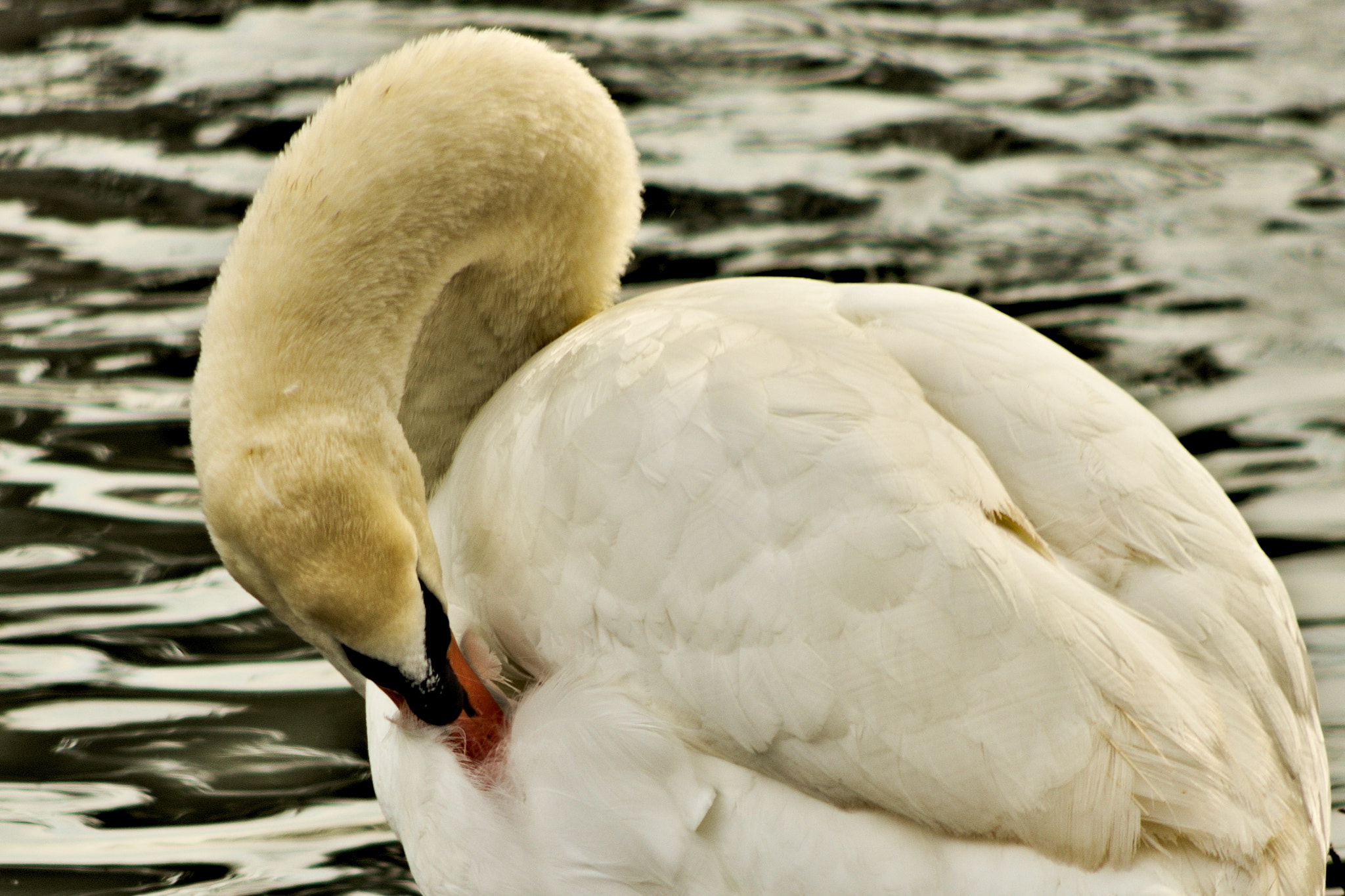 Pentax smc DA 55-300mm F4.0-5.8 ED sample photo. Swan beak photography