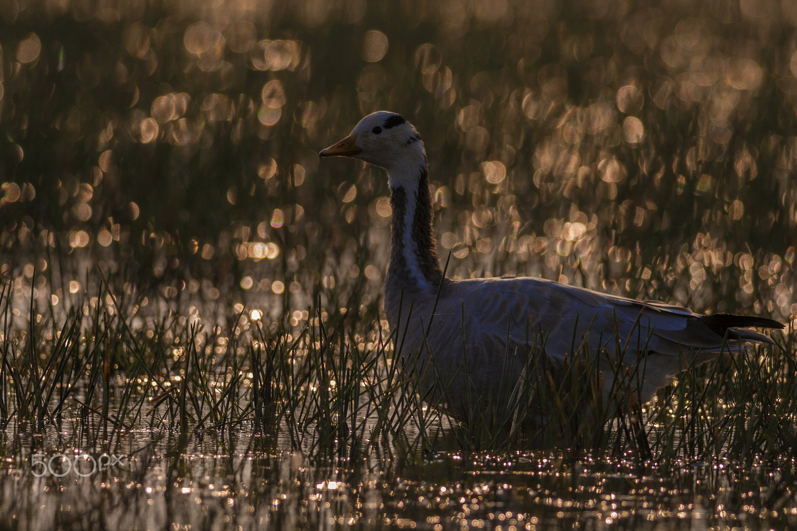 Nikon D7100 + Nikon AF-S Nikkor 300mm F4D ED-IF sample photo. Bar headed goose (anser indicus) photography