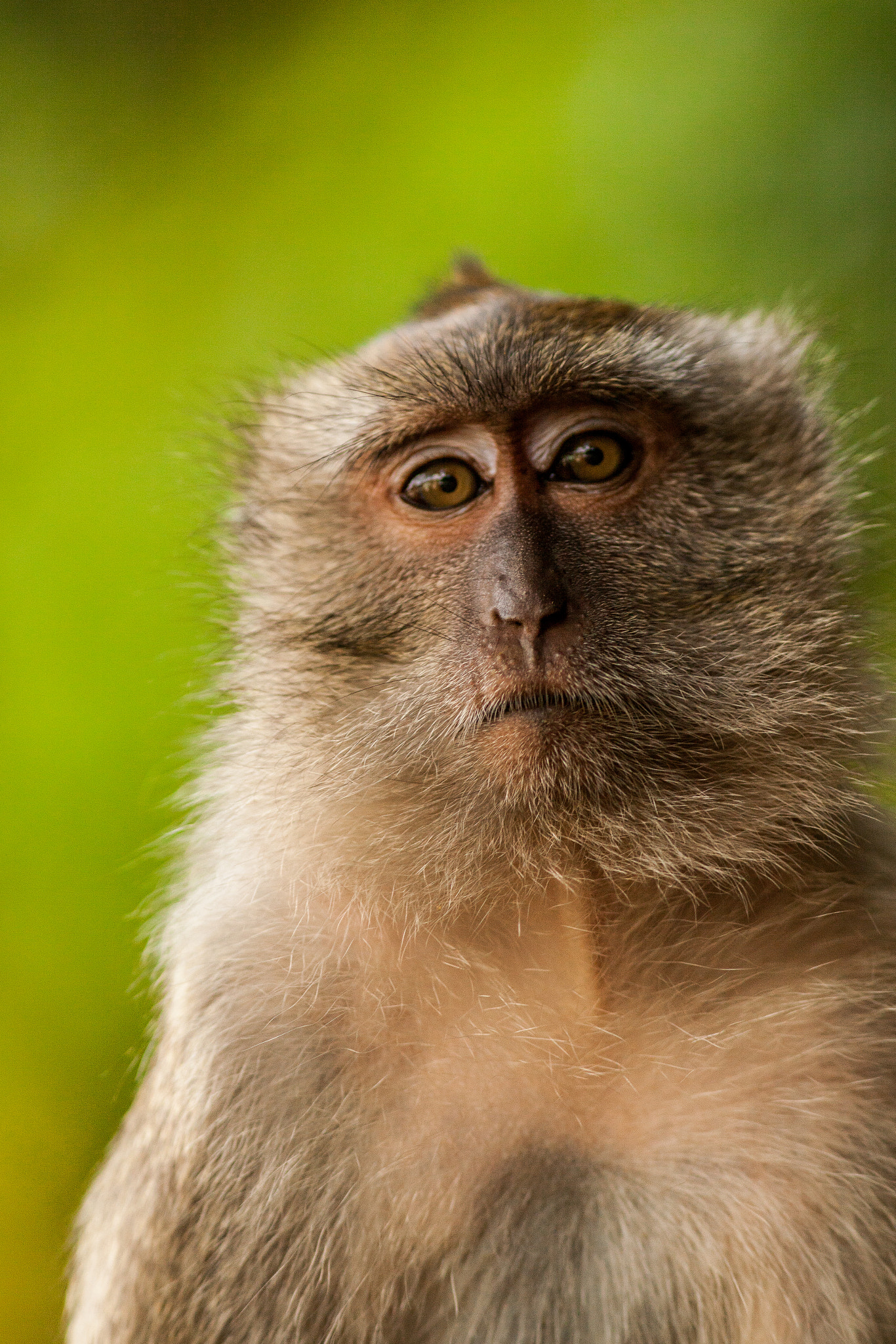 Canon EF 300mm F4L IS USM sample photo. Monkey photography