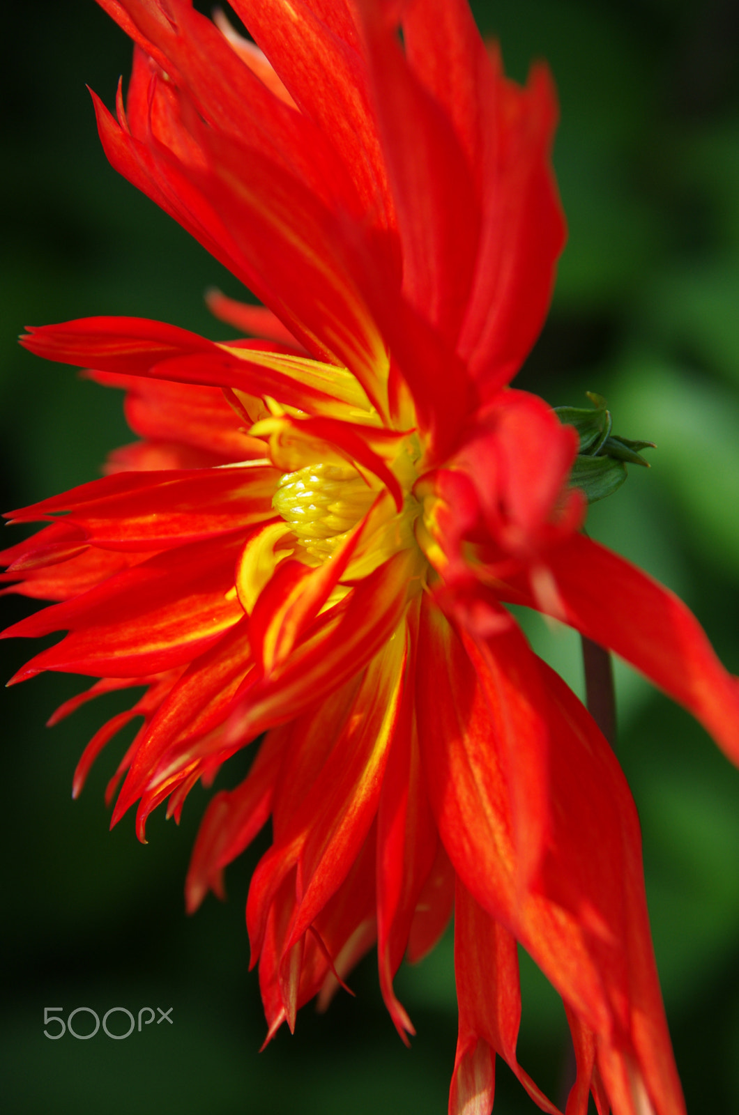 Pentax K-5 sample photo. Flamenco dancer photography