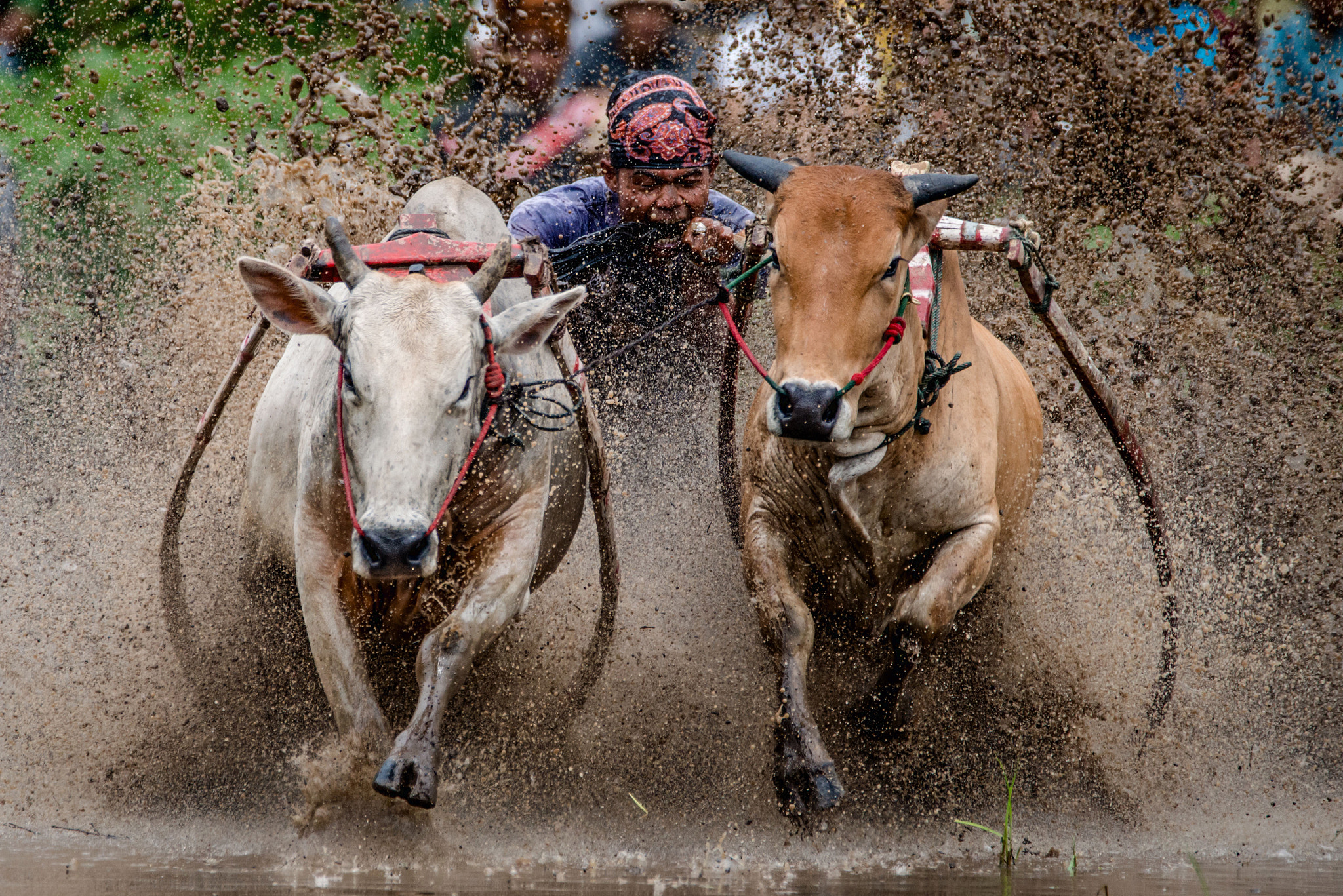 Nikon D800 + Sigma 150-600mm F5-6.3 DG OS HSM | C sample photo. A jockey races a pair of bulls at the pacu jawi event in western sumatra. photography