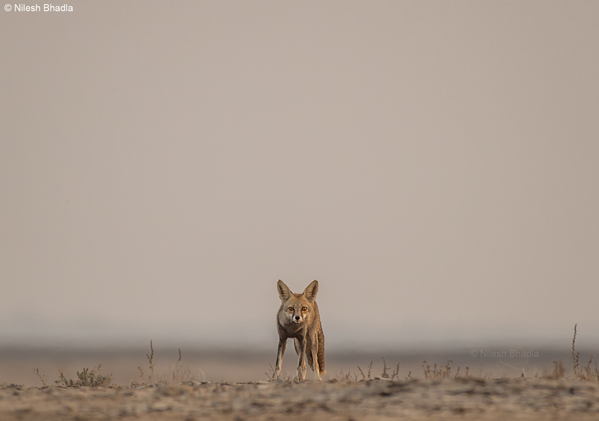 Nikon AF-S Nikkor 200-500mm F5.6E ED VR sample photo. Desert fox photography