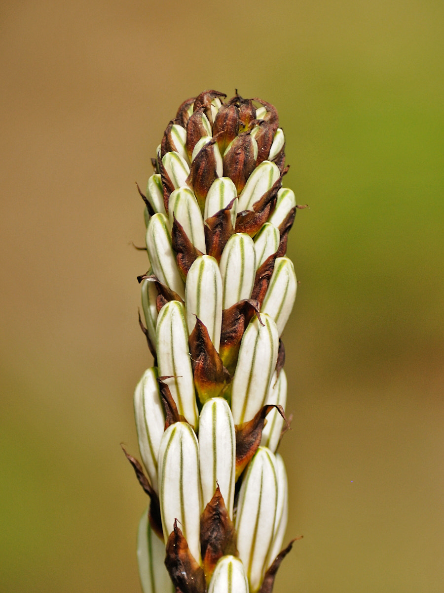 Nikon D300S sample photo. Almost ready photography