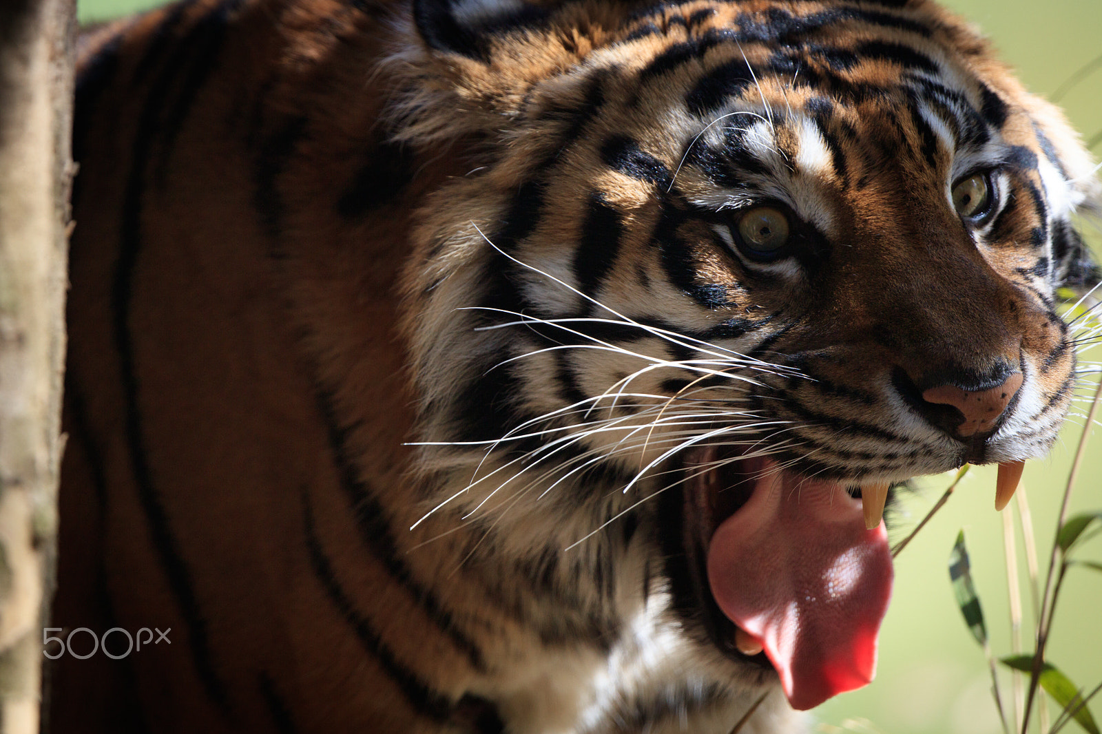 Canon EOS 5DS sample photo. Tiger photography