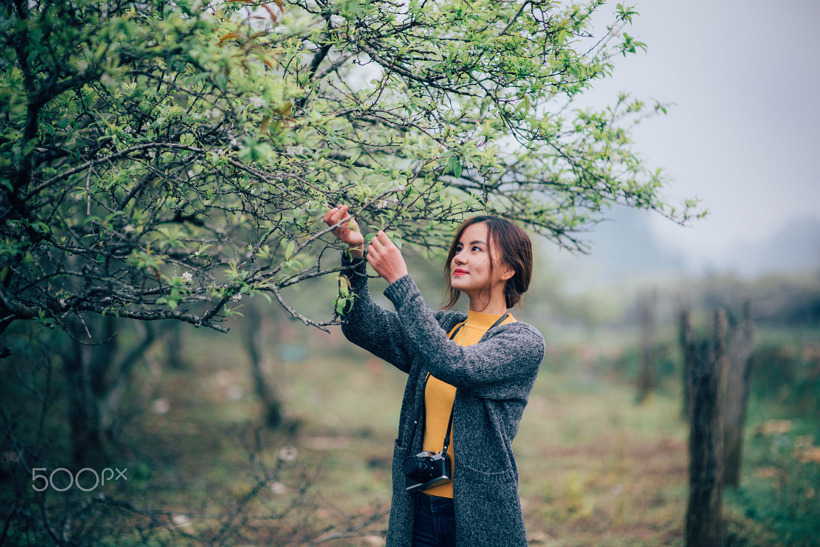 Nikon D810 + Sigma 85mm F1.4 EX DG HSM sample photo. Mùa hoa mận mc photography