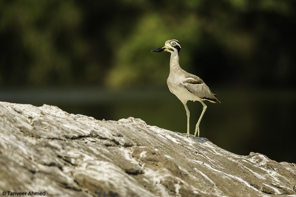 Nikon D7100 + Nikon AF-S Nikkor 300mm F4D ED-IF sample photo. The great stone-curlew or great thick-knee photography