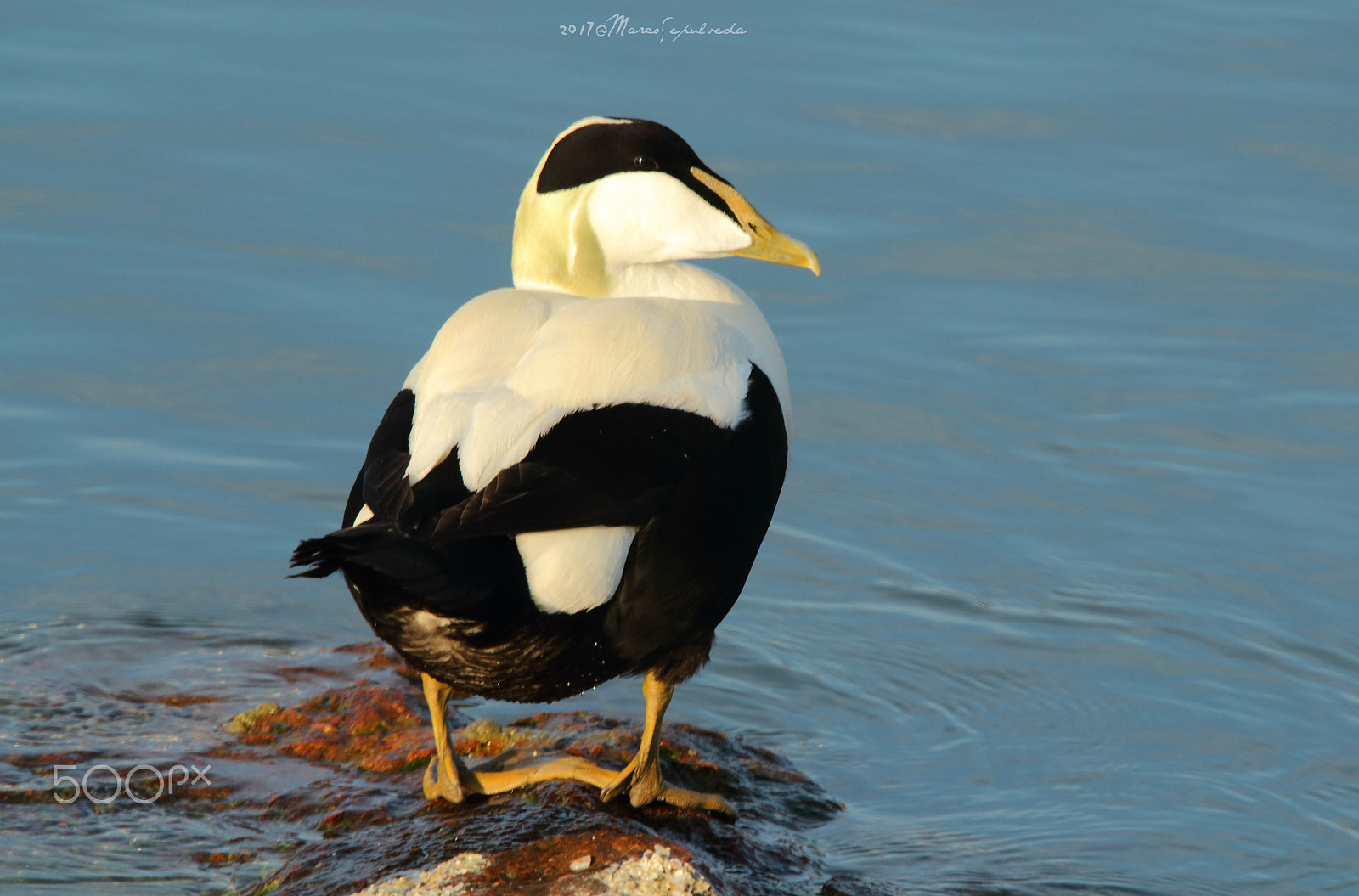 Tamron SP 150-600mm F5-6.3 Di VC USD sample photo. Eiderente / eider in switzerland photography