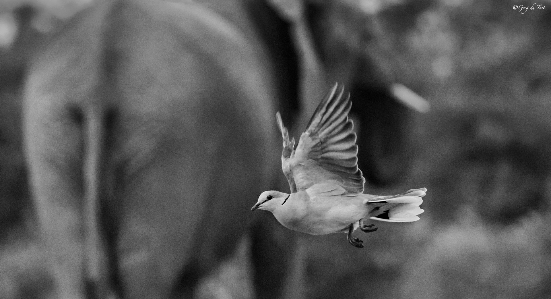 Nikon D5 sample photo. African dove photography